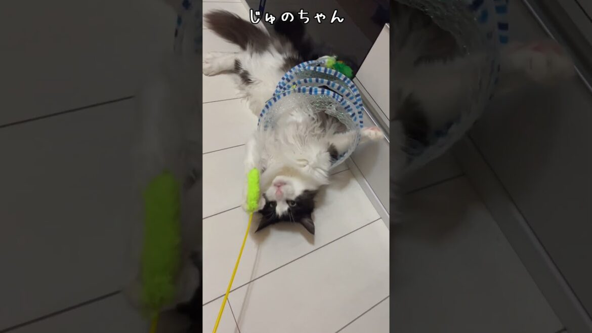 からまるメインクーン #cat #メインクーン #猫好きさんと繋がりたい #ねこ からまるメインクーン #cat #メインクーン #猫好きさんと繋がりたい #ねこ