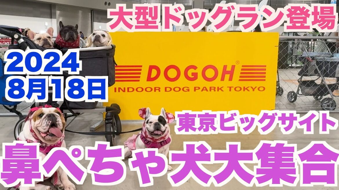 フレンチブルドッグ集合 室内ドッグラン 東京ビッグサイト 【 フレンチブルドッグ french_bulldog 】 DOGOH INDOOR DOG PARK TOKYO