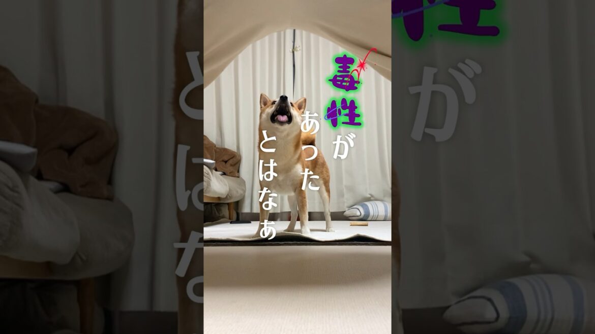 柴犬こむぎと臭鬼「夏の陣」 #柴犬 #犬 #柴犬こむぎ