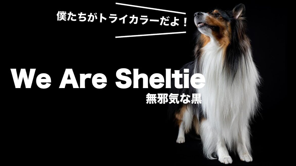 【繋がろう！シェルティの輪】We are Sheltie 〜無邪気な黒🖤〜