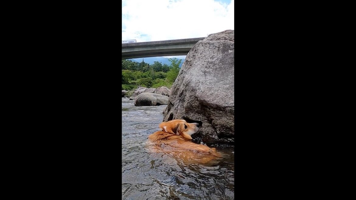 流れに逆らってしまったコーギー / Corgi swimming against the current #サクラ #コーギー #corgi