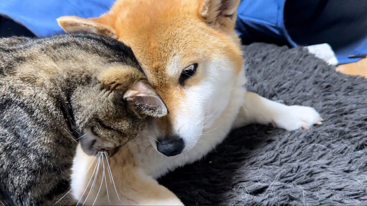 柴犬のことを本当のお母さんのように慕ってる猫たちは甘え方がそれぞれ違って可愛いです
