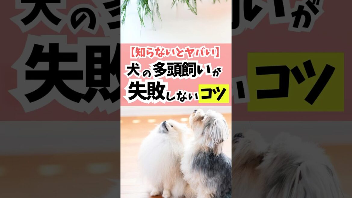 【知らないとヤバい】犬の多頭飼いが失敗しないコツ#dog #犬のしつけ #犬のいる暮らし