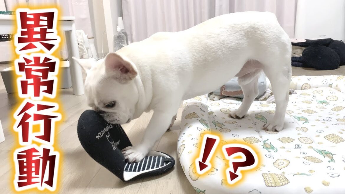 突然ママのスリッパで異常行動!?えwwwくさいww?【フレンチブルドッグ frenchbulldog】 突然ママのスリッパで異常行動!?えwwwくさいww?【フレンチブルドッグ frenchbulldog】