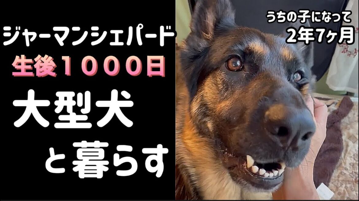 【ジャーマンシェパード】大型犬シェパード生後1000日を迎えました😊動画を見返したらまろんの成長にたくさん気がつきました🐶ちょっと長い動画ですが最後まで楽しんでみてください💕 【ジャーマンシェパード】大型犬シェパード生後1000日を迎えました😊動画を見返したらまろんの成長にたくさん気がつきました🐶ちょっと長い動画ですが最後まで楽しんでみてください💕