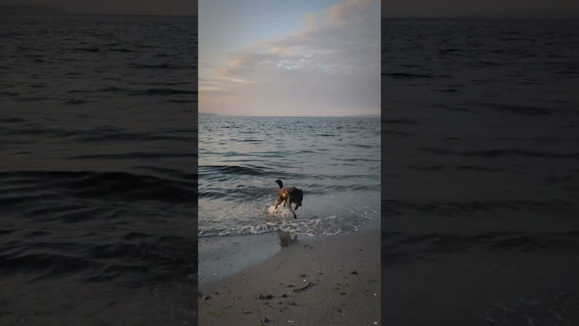 Truffle’s Sunset Adventure: Schipperke Bliss at the Beach 🌅🐾 #puppy #schipperke