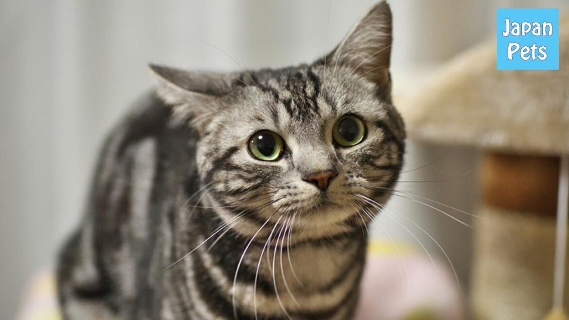 アメリカンショートヘアを今すぐ飼いたい！販売価格や性格、飼い方 - Japan Pets