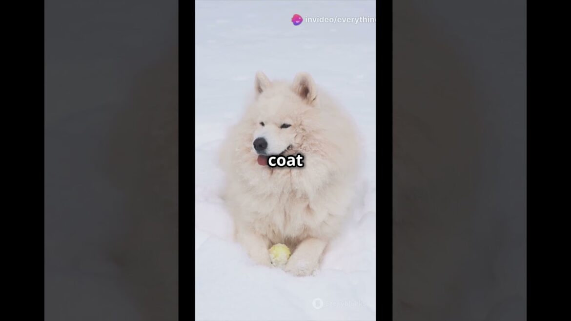 "Samoyed: The Fluffy White Dog with the Famous Smile!"🤍