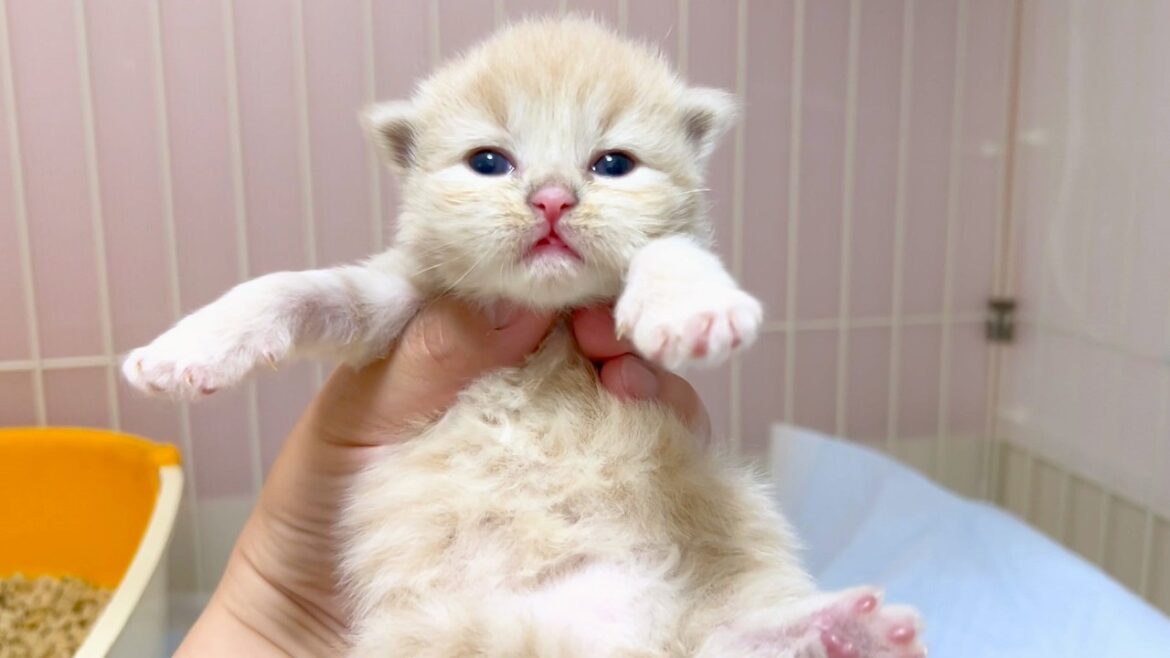 【マンチカンの子猫】子猫達の紹介とお引越しをした件 ～猫のいる生活Vol.1004～出産動画 マンチカン短足・ミヌエット・ペルシャ猫専門ブリーダー『ペット蔵人』【子猫の成長記録】