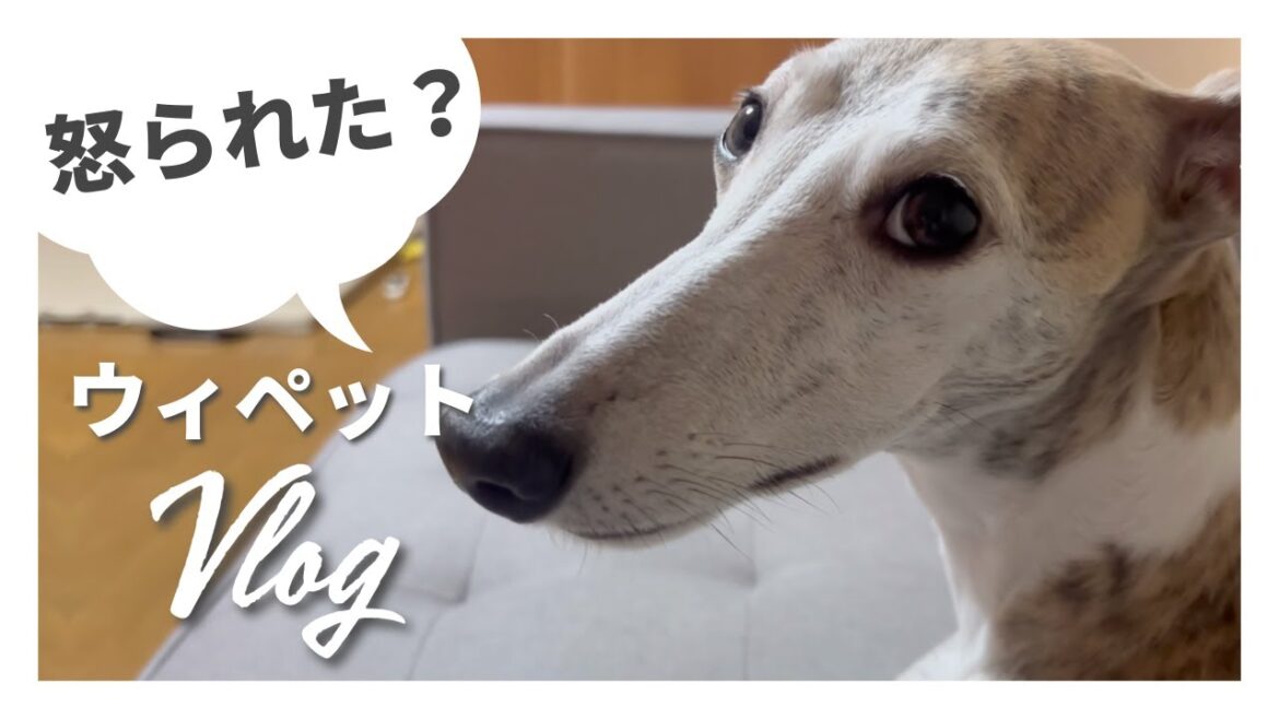 怒られた？ウィペットVlog
