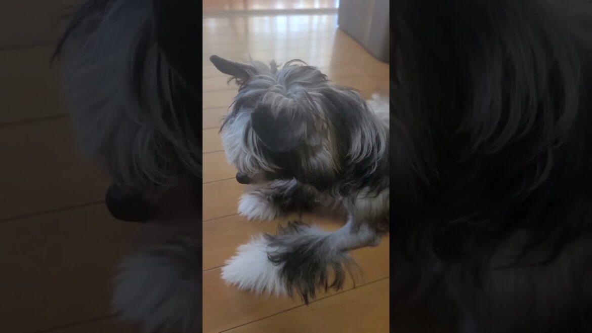 チャイニーズクレステッドドッグ 元気いっぱい美しい男の子