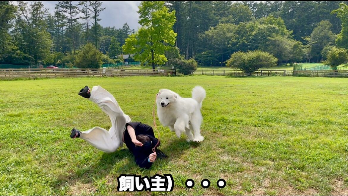 超大型犬とはしゃぎ過ぎた結果、己の限界を悟った飼い主【ドッグラン編】