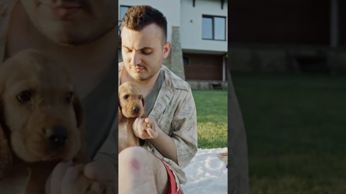 🐾American Cocker Spaniel on A-Z Dog Breeds #spaniel #dog #doglover #canine #friends #best 🐾American Cocker Spaniel on A-Z Dog Breeds #spaniel #dog #doglover #canine #friends #best