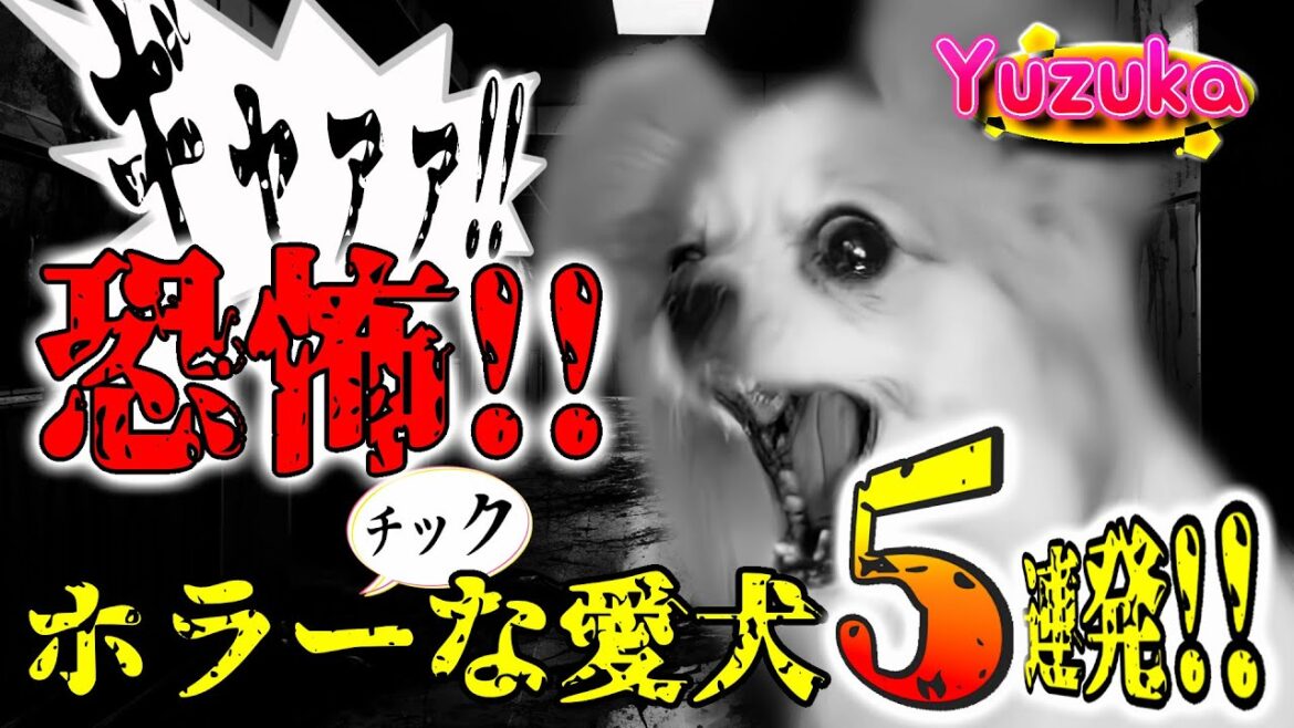 【恐怖！？】納涼！！ホラーチックな愛犬5連発！！# 37【ペット/パピヨン/柚子華】