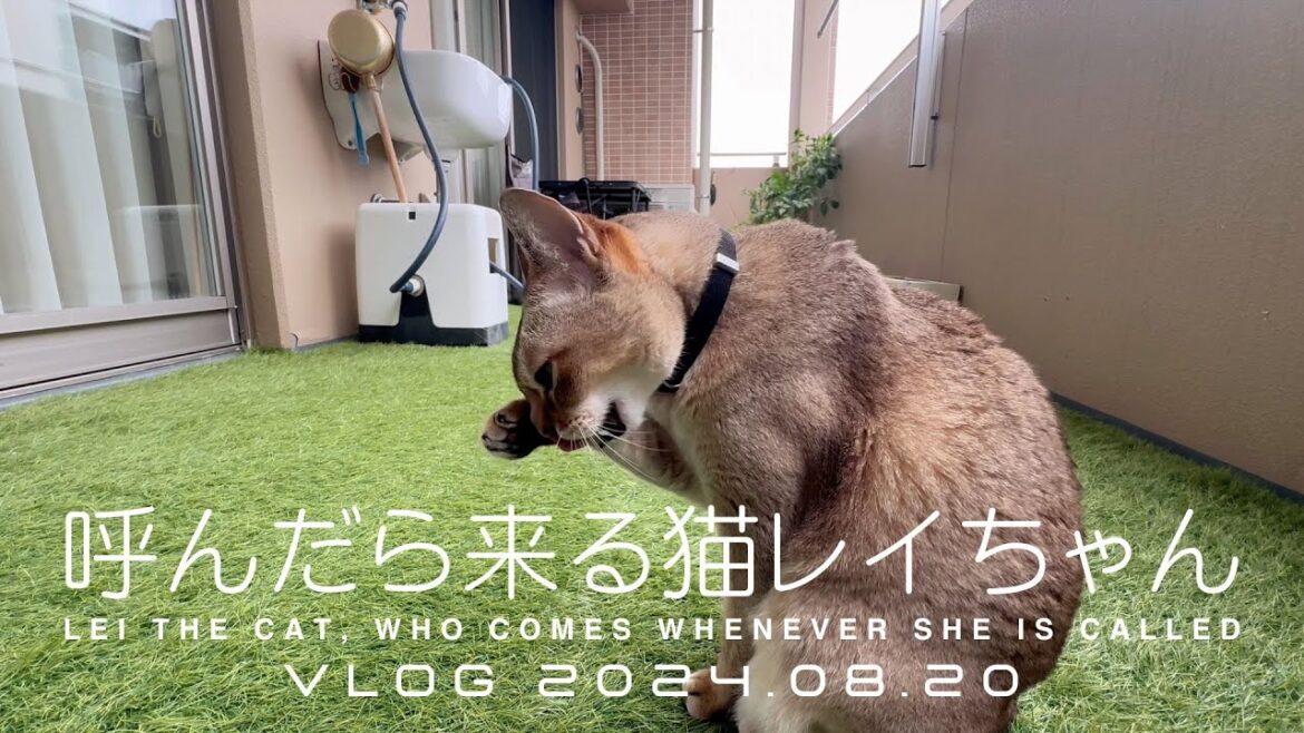 【VLOG 2024.08.20】呼んだら来る猫レイちゃん | Lei the cat, who comes whenever she is called【シンガプーラ】
