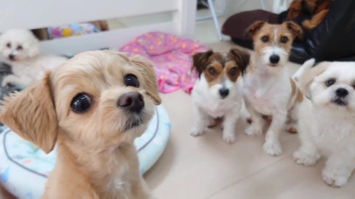 パイセン犬たちに見守られるチワプー　🐶ひみつきちなう！②🐶  2024年8月21日