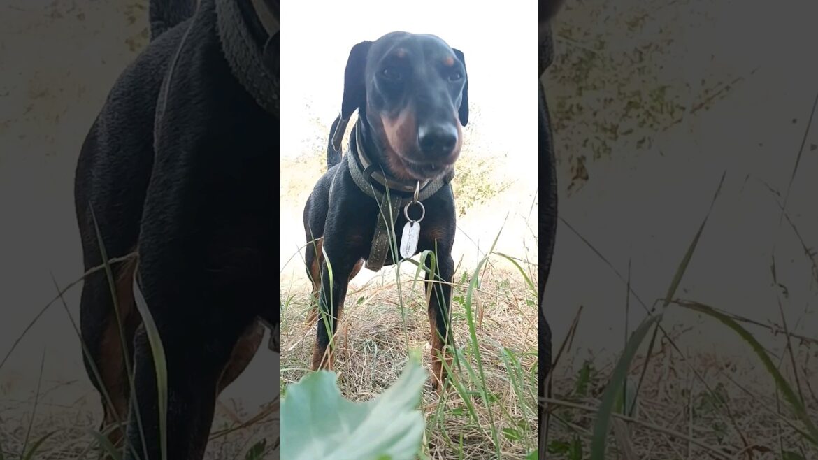 ⚡Рубик⚡травушка ягдтерьер german jagdterrier grace