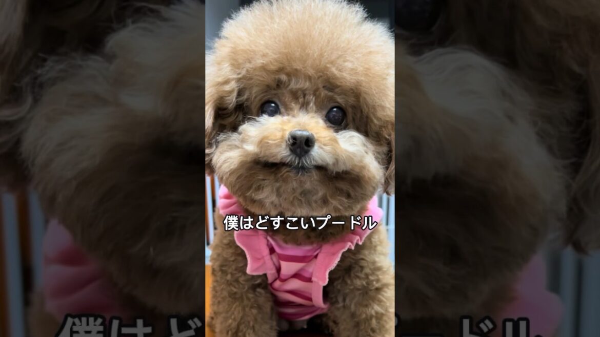 どすこいプードルの可愛さと魅力を１分で解説！#トイプードル  #toypoodle poodle#shorts