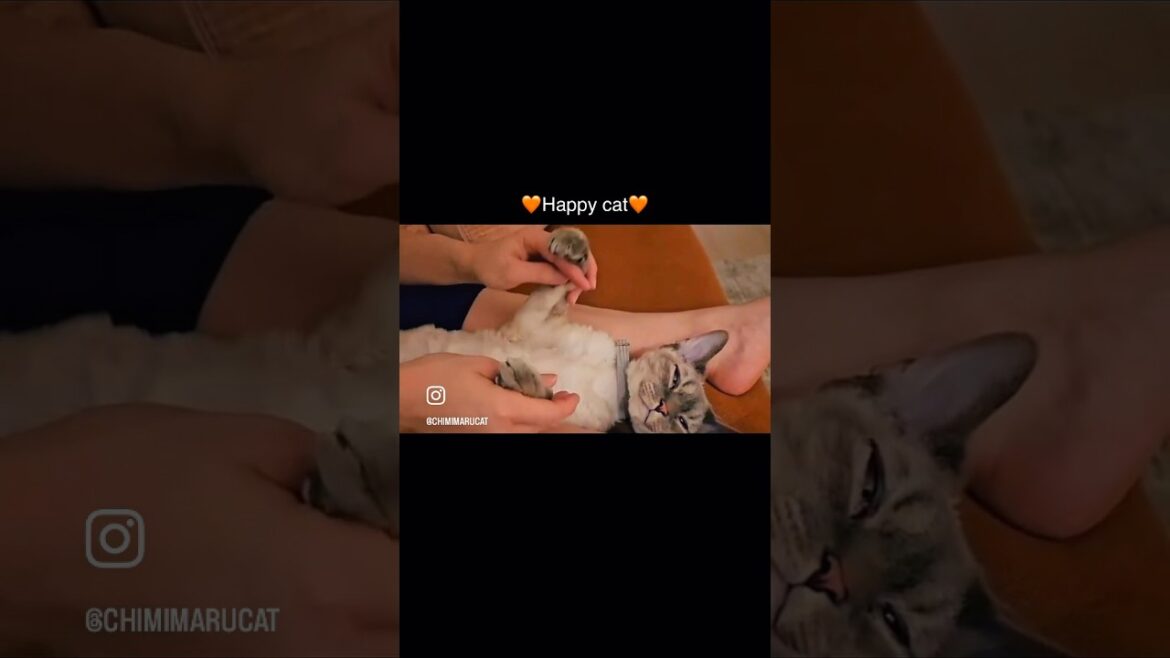 Chilling with Chimi🐈🛋️🥱#cat #devonrex #neko #catshorts