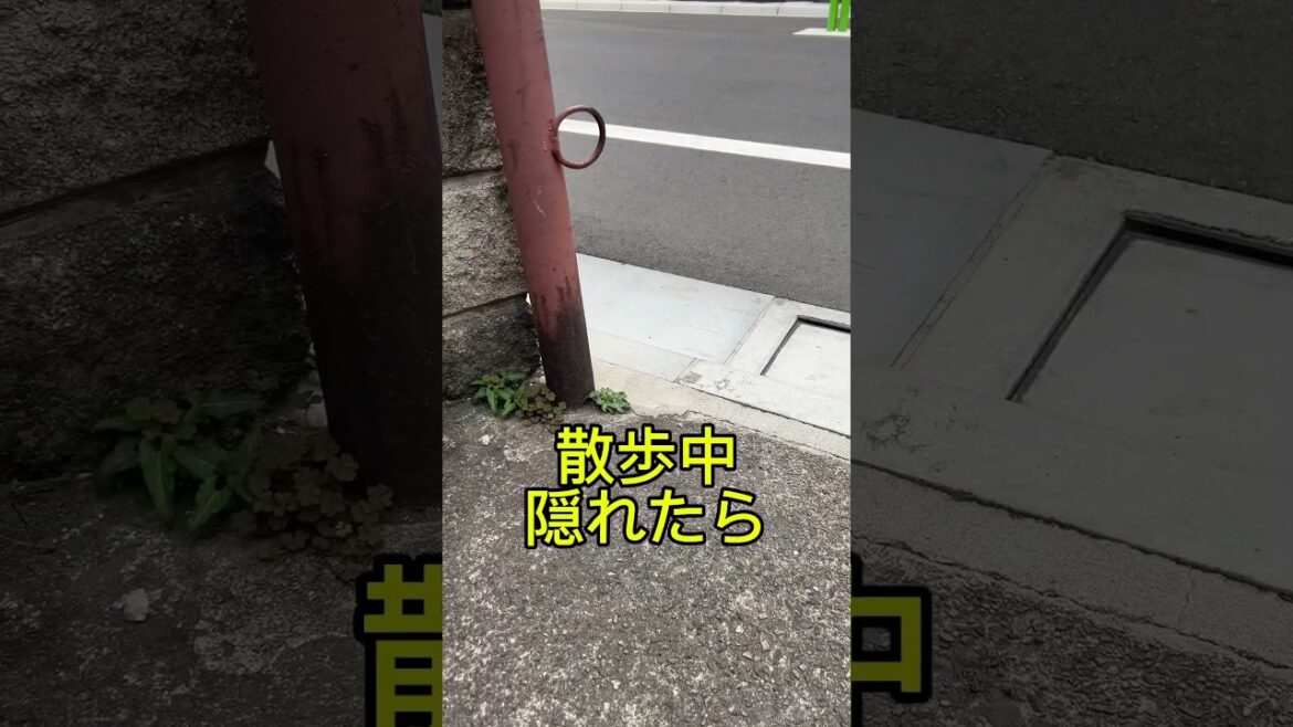 【探してほしいパパ】#shorts #kichi #dog #norfolkterrier #cutedog #terrier #吉 #ノーフォークテリア #愛犬キチ