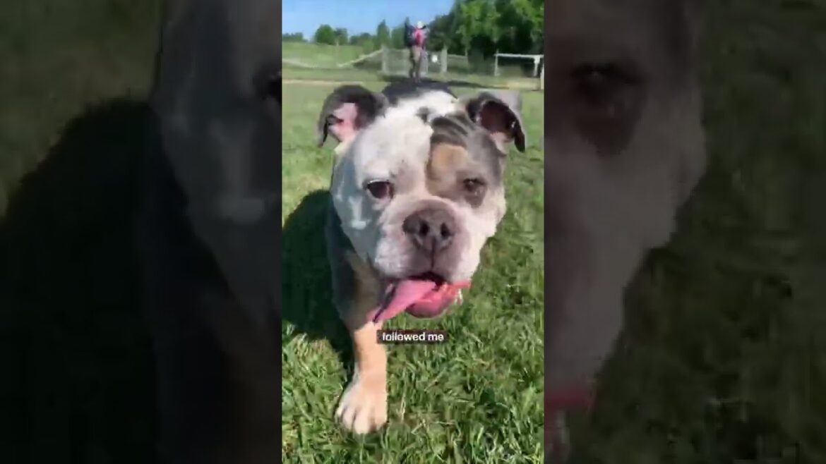Dogs we saw at the dog park (Bulldog and Mastiff) #shorts