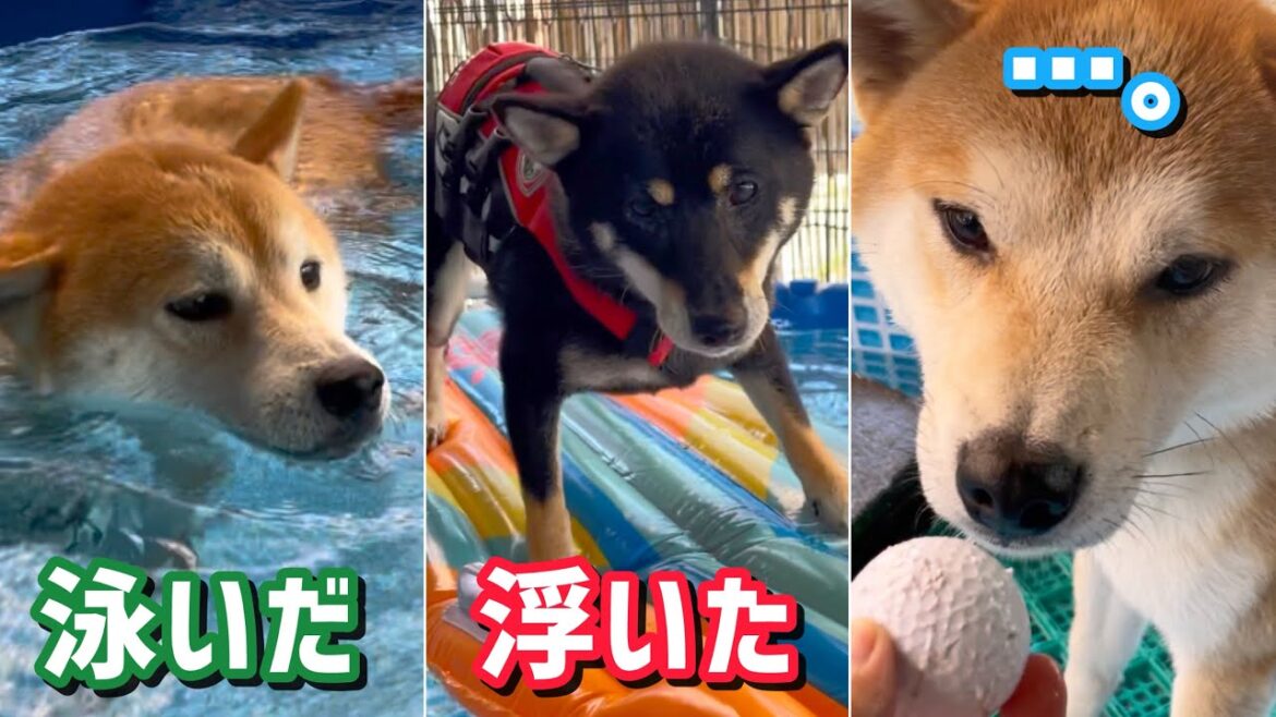 柴犬3匹のプール遊びが最高すぎた! 柴犬3匹のプール遊びが最高すぎた!