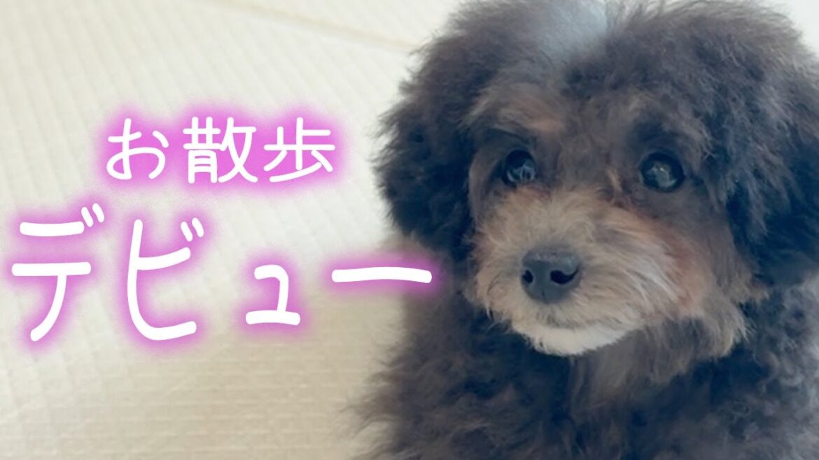 【成長記録】生後2ヶ月半のトイプードルの子犬をお迎えしました【お迎え初日〜一週間】