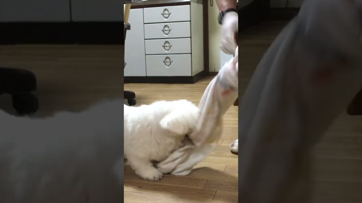 離して！玩具ちゃうで！ #ペキニーズ  #pekingese
