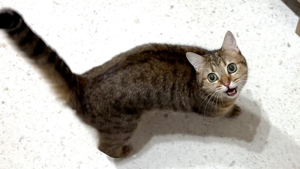 甘え上手なしまちゃんの1日に密着してみたら…! 甘え上手なしまちゃんの1日に密着してみたら…!