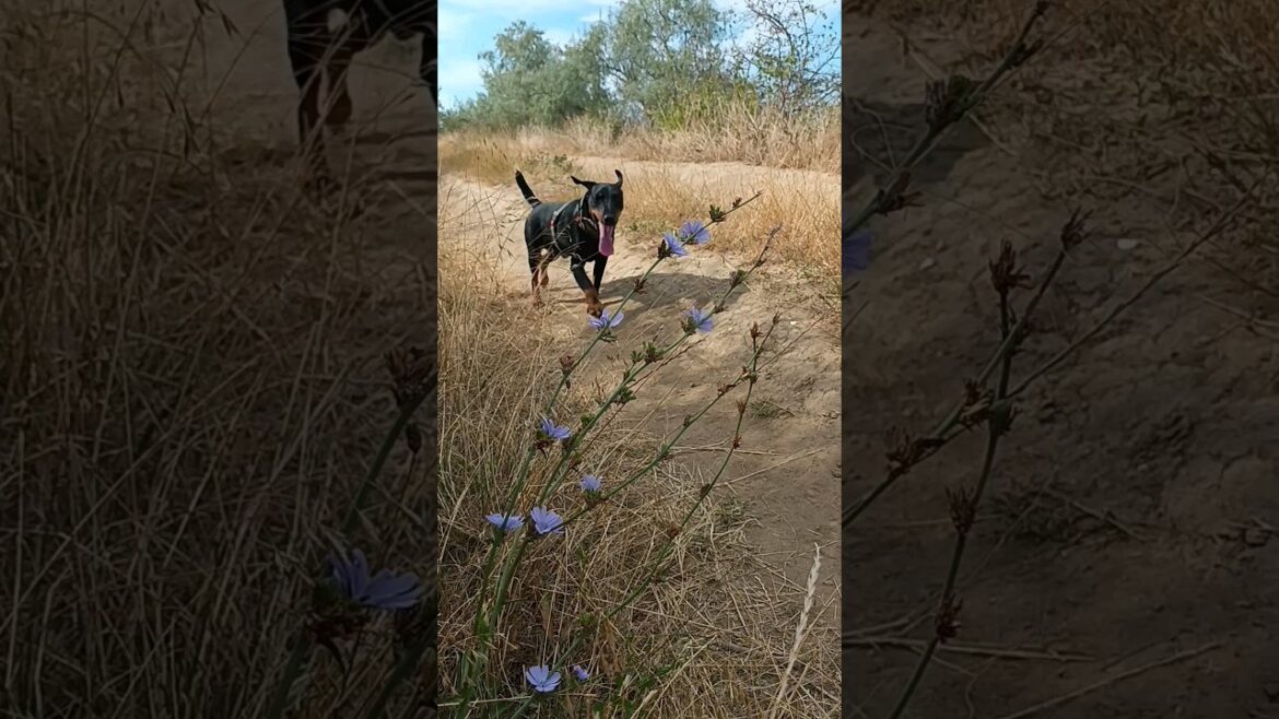⚡Рубик⚡ ягдтерьер  german jagdterrier ⚡Рубик⚡ ягдтерьер  german jagdterrier