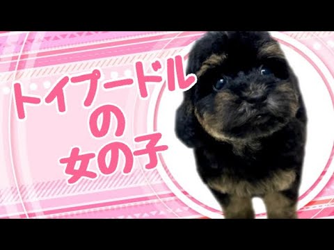 トイプードルの子犬 (中之島) トイプードルの子犬 (中之島)