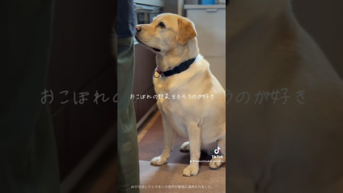 6歳になったラブラドールレトリーバーのチャピー #shorts #ラブラドール #dog #labradorretriever