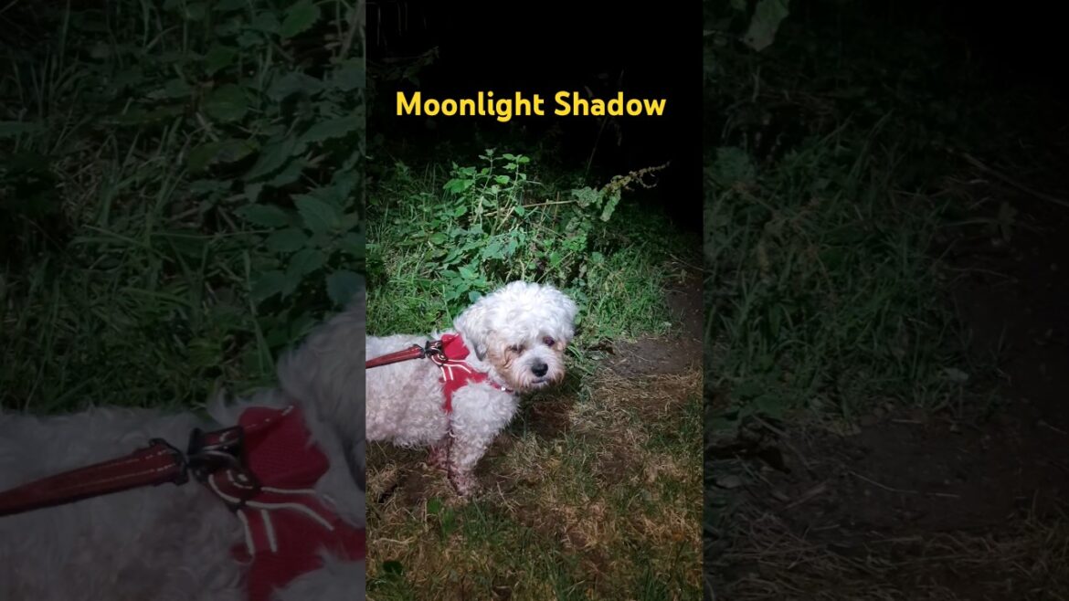 Moonlight Mooching for the Terriers 😍  -  #shortsfeed