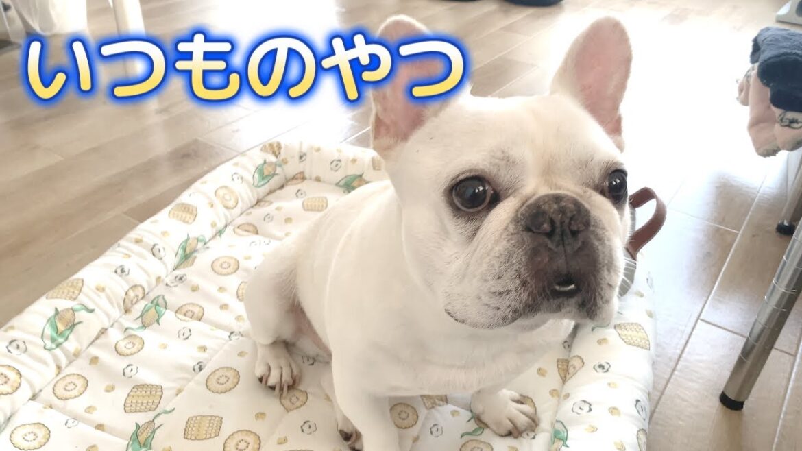 【第4話】やっと座れたお手伝いに…【フレンチブルドッグ frenchbulldog】 【第4話】やっと座れたお手伝いに…【フレンチブルドッグ frenchbulldog】