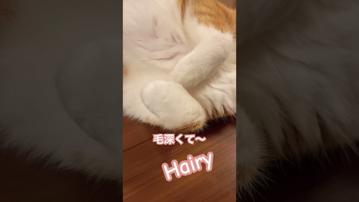 毛深くて暑くて困る茶トラでぶ猫 #shorts Hairy and hot orange tabby cat