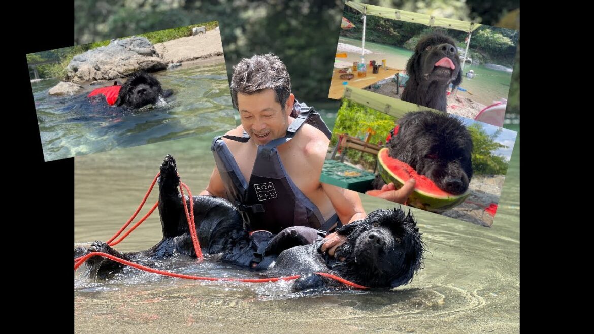 豹変するほど水が好きな愛犬が川で遊ばなくなりました 豹変するほど水が好きな愛犬が川で遊ばなくなりました