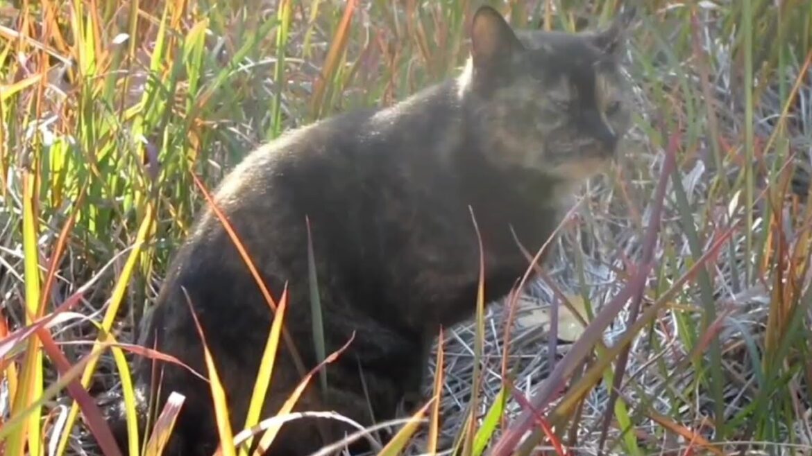 [野良猫]ちょっと目付きの悪いサビ猫が可愛すぎる！[straycat]The rusty cat with sharp eyes is so cute!