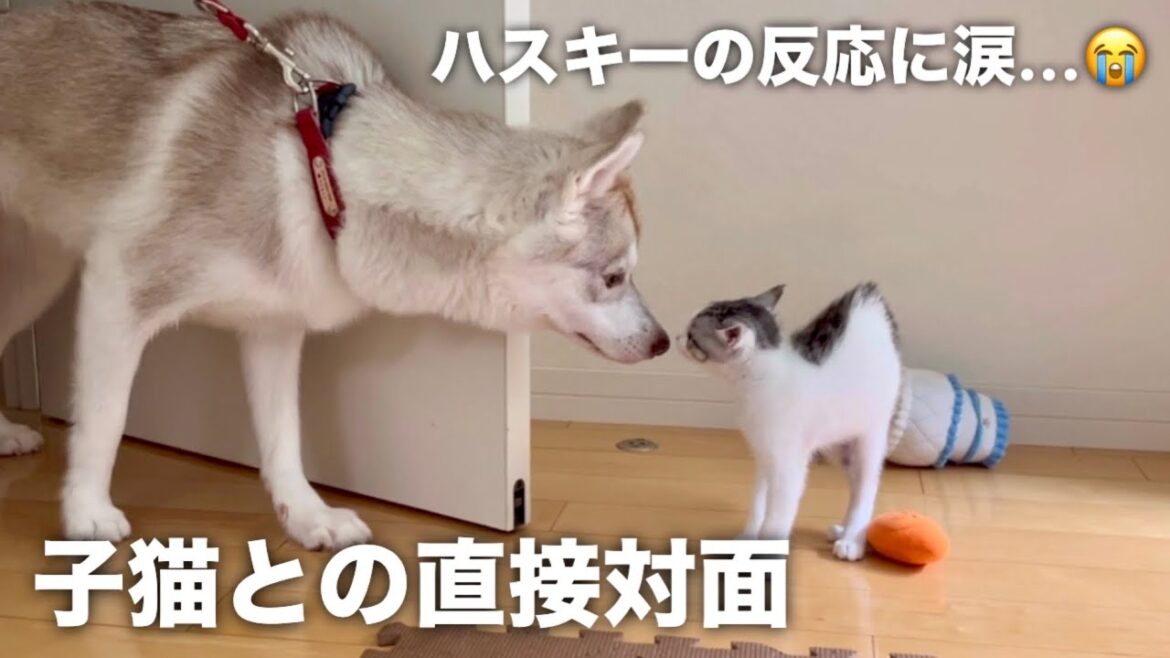 【子猫との直接対面】ハスキーの反応にまさかの涙…?!【シベリアンハスキー】【保護猫/捨て猫】 【子猫との直接対面】ハスキーの反応にまさかの涙…?!【シベリアンハスキー】【保護猫/捨て猫】