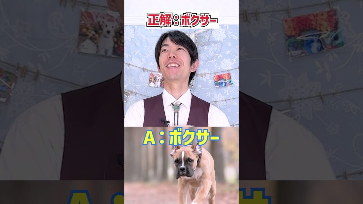 【#わんこアキネーター】アキネーターチャレンジ【ボクサー編】プロドッグトレーナーなら犬種当てられるはず!#dogshorts #dogtraining #犬のいる暮らし 【#わんこアキネーター】アキネーターチャレンジ【ボクサー編】プロドッグトレーナーなら犬種当てられるはず!#dogshorts #dogtraining #犬のいる暮らし