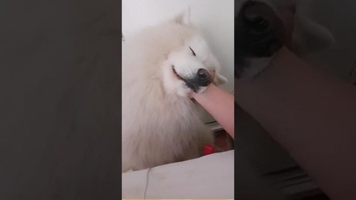 サモエドさん見て癒されたら寝ろwww #動物 #サモエド #2ch動物スレ サモエドさん見て癒されたら寝ろwww #動物 #サモエド #2ch動物スレ