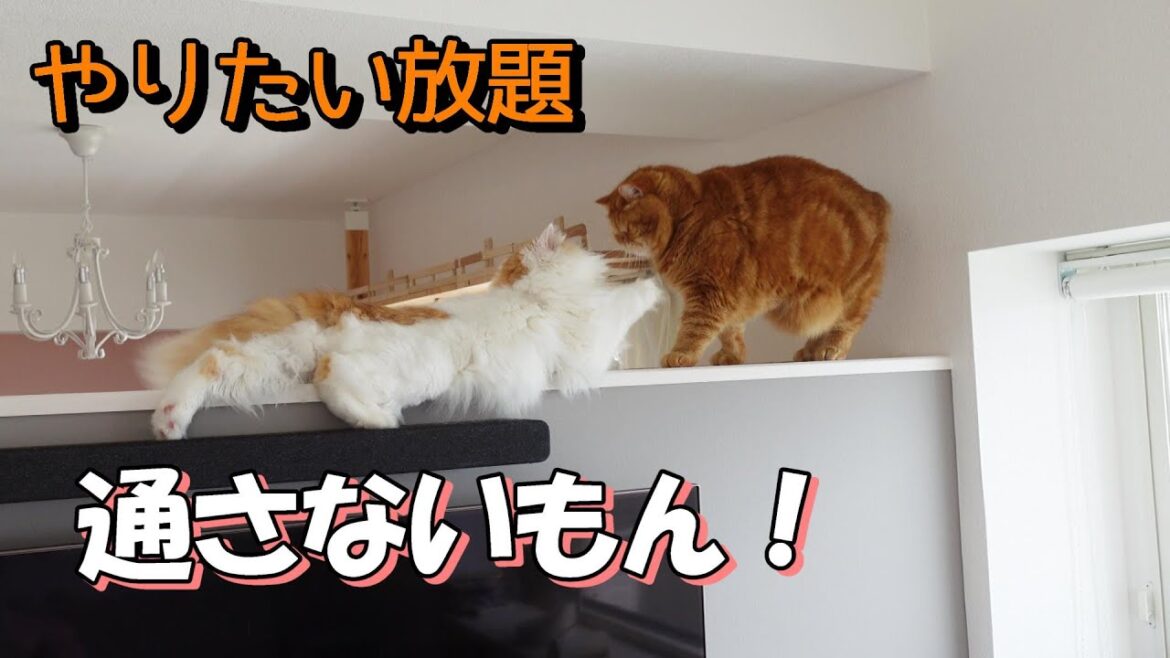 【スコティッシュフォールド】猫ちゃんの意地悪を覗き見! #通せんぼ#なかよし猫 【スコティッシュフォールド】猫ちゃんの意地悪を覗き見! #通せんぼ#なかよし猫