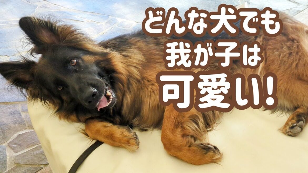 【ジャーマンシェパード】性格に難あり犬が、飼い主だけに見せる愛情表現が可愛い🙂
