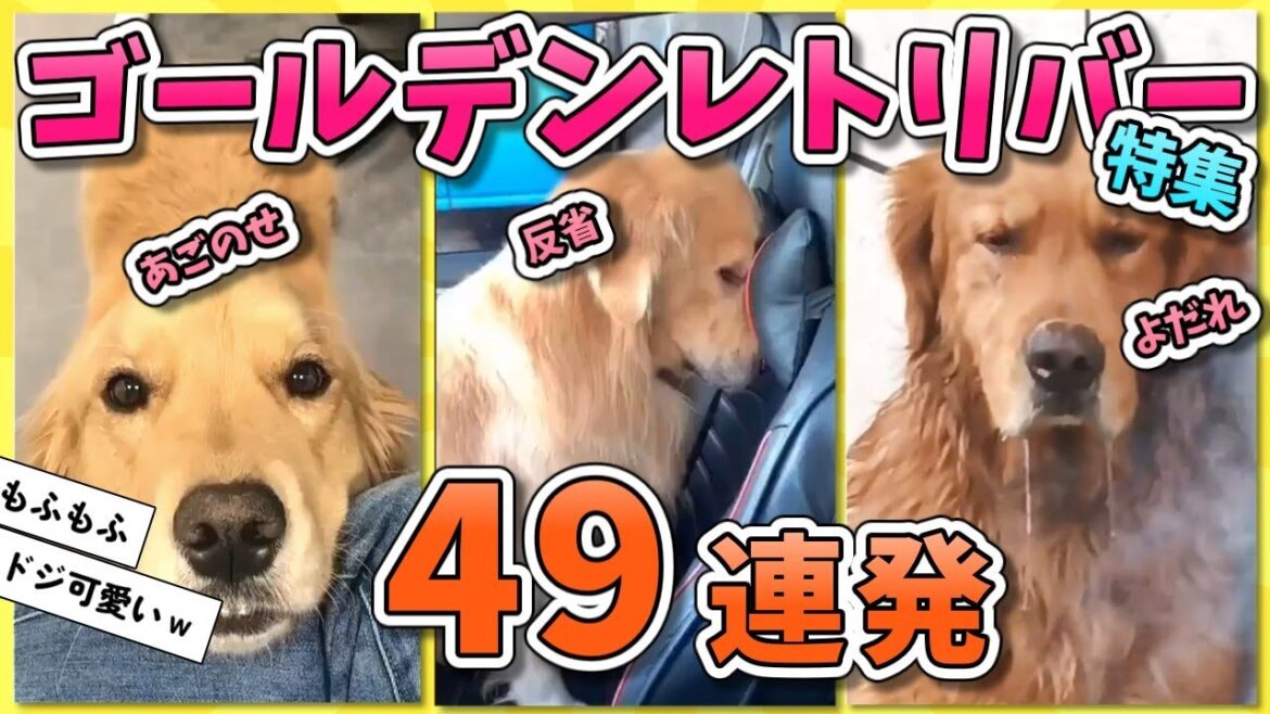 【2ch動物スレ】【総集編】人間大好きゴールデンレトリバー特集
