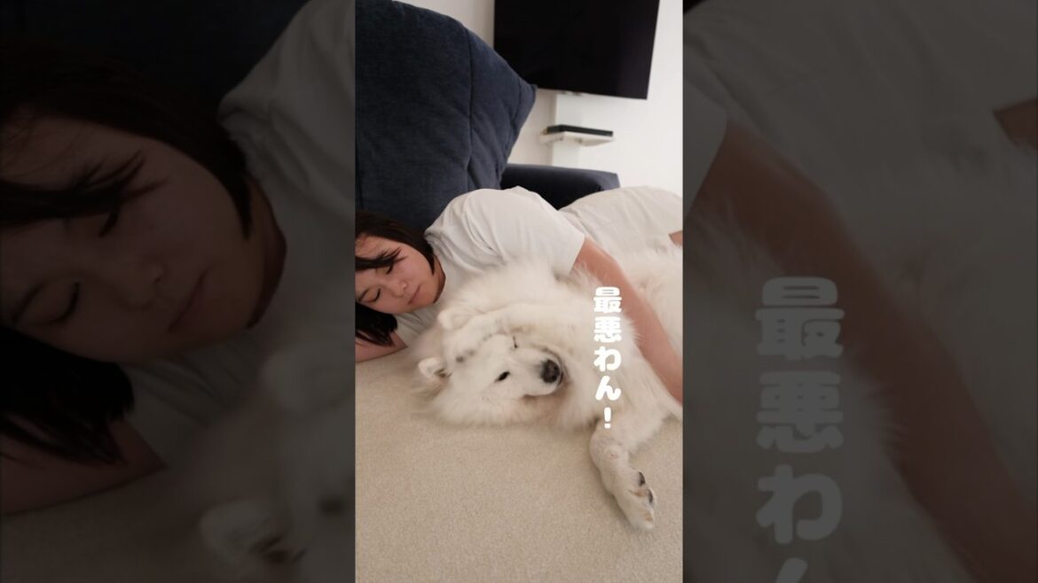 サモエドの耳をフーフーする　#samoyed #サモエド