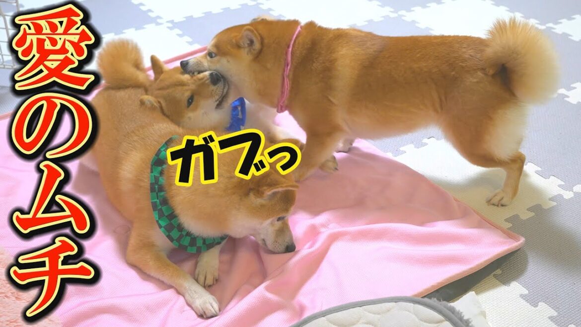 子犬を愛しているからこそ、真剣に叱る姉柴犬の姿に、神々しさを感じました