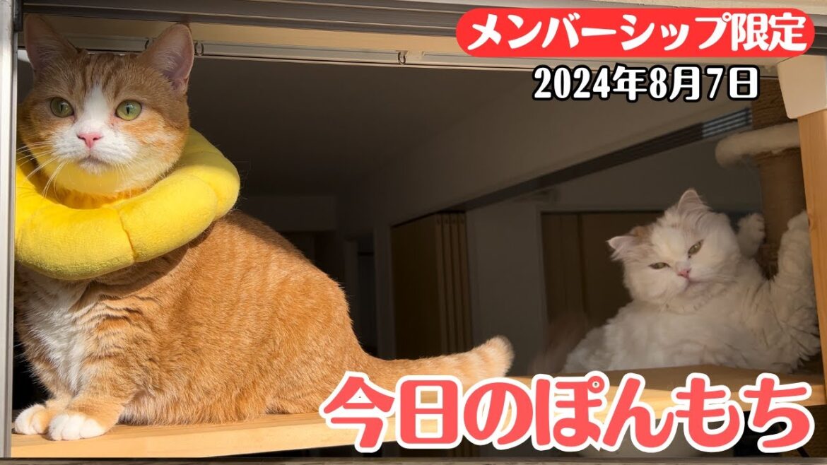 【特別公開】この動画は8月7日にメンバー限定で公開した動画です！
