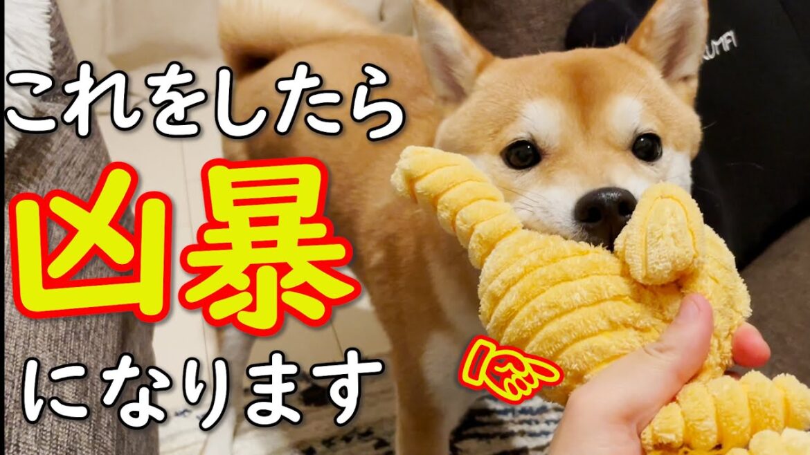【音声解説】要注意！犬が凶暴化する飼い主の接し方
