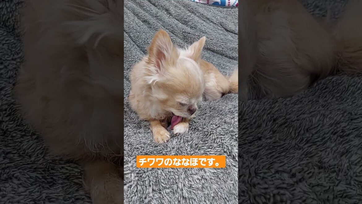 一応、ロングコートチワワ(犬)です🔥