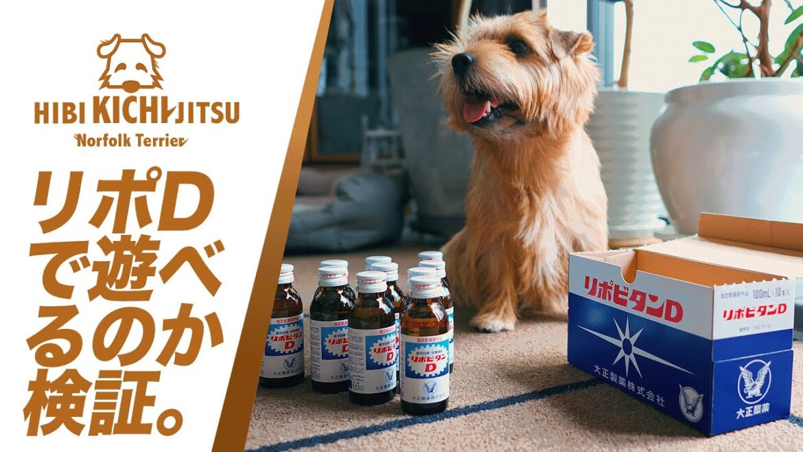 愛犬キチ リポDで遊べるのか検証【 ノーフォークテリア kichi norfolkterrier  リポビタンd】 愛犬キチ リポDで遊べるのか検証【 ノーフォークテリア kichi norfolkterrier  リポビタンd】