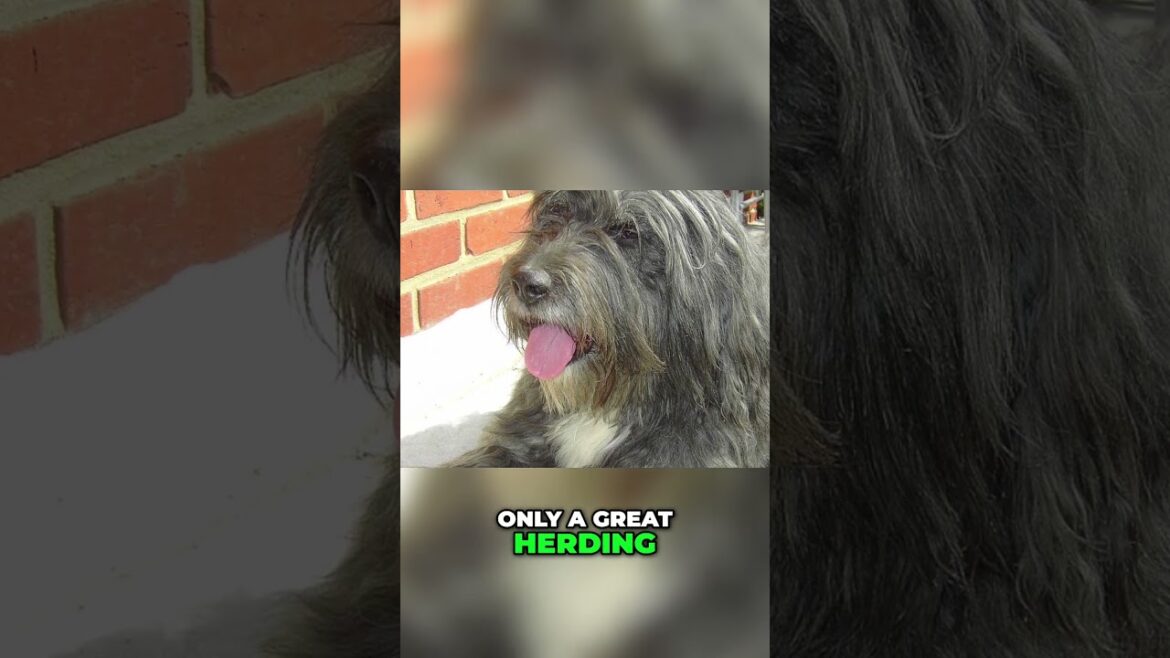 Meet the Bearded Collie - A Superb Herding Dog and Active Companion